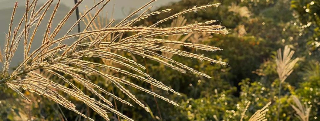 Day Tour of Sharp Peak