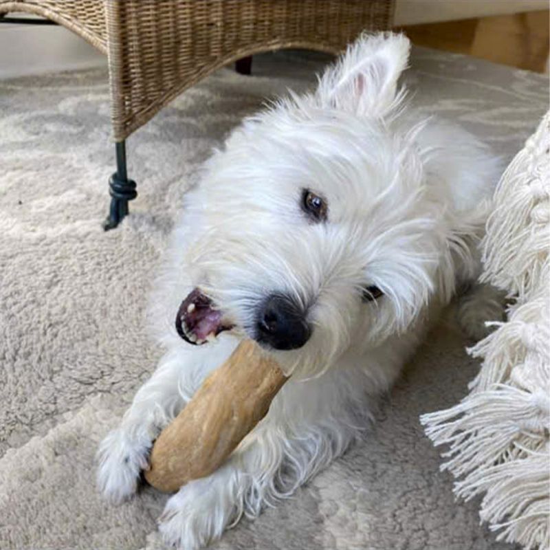 Natural Coffee Wood dog chew stick (Medium size), around 16cm-18cm