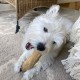 Natural Coffee Wood dog chew stick (Medium size), around 16cm-18cm