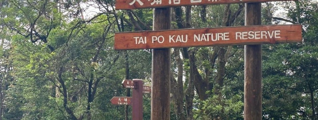 Half Day Trip of Tai Po Kau Forest Walk (Brown Walk)